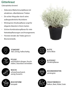Dehner Balkonpflanzen-Sets - Beet- & Balkonpflanzen-Set Morgentau, 6-teilig