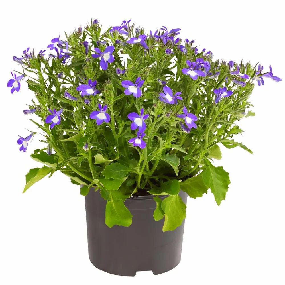Dehner Balkonpflanzen-Sets|Sommerblumen > Beet- & Balkonpflanzen-Set Märchenhaft, 6-teilig