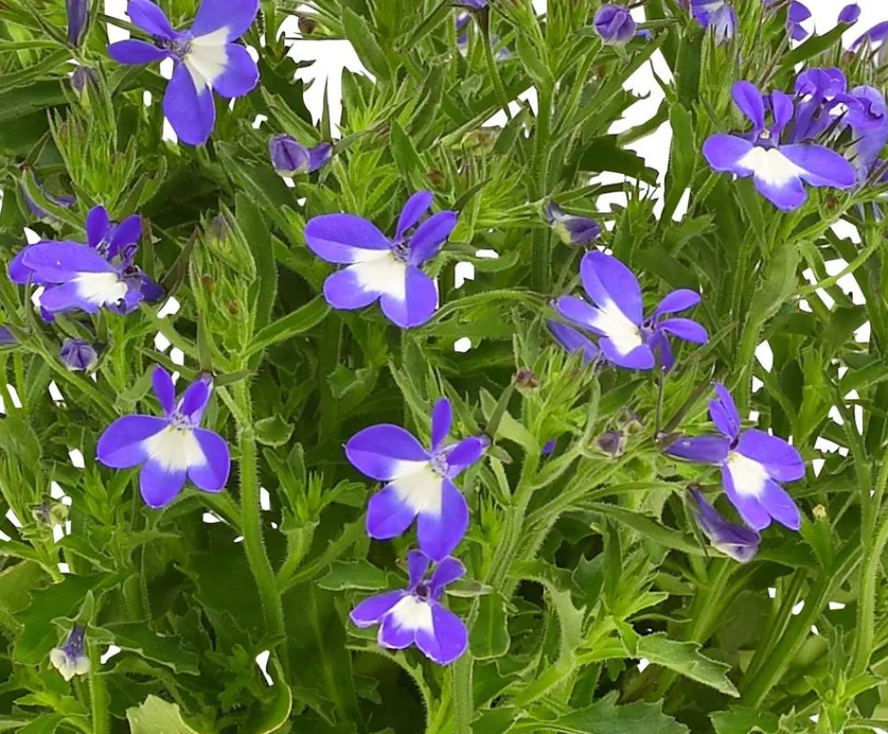 Dehner Balkonpflanzen-Sets|Sommerblumen > Beet- & Balkonpflanzen-Set Märchenhaft, 6-teilig