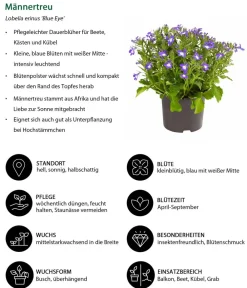 Dehner Balkonpflanzen-Sets|Sommerblumen > Beet- & Balkonpflanzen-Set Märchenhaft, 6-teilig