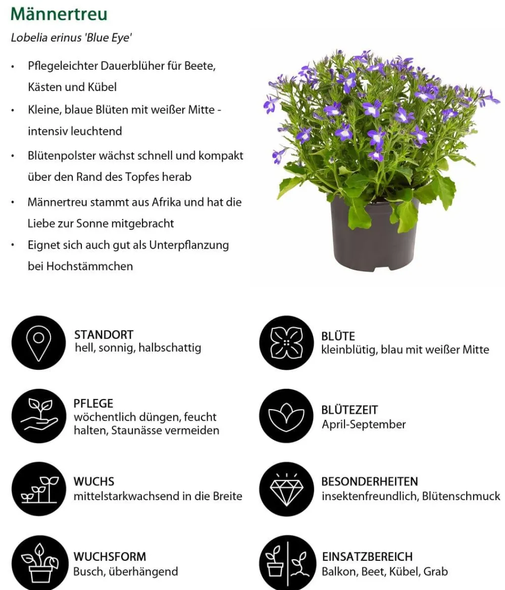 Dehner Balkonpflanzen-Sets|Sommerblumen > Beet- & Balkonpflanzen-Set Naturgarten, 6-teilig