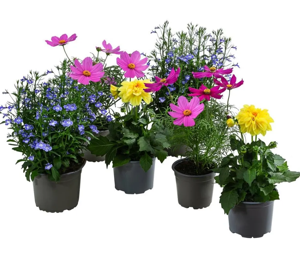 Dehner Balkonpflanzen-Sets|Sommerblumen > Beet- & Balkonpflanzen-Set Naturgarten, 6-teilig