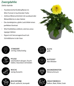 Dehner Balkonpflanzen-Sets|Sommerblumen > Beet- & Balkonpflanzen-Set Naturgarten, 6-teilig
