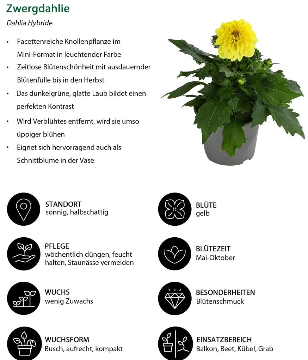 Dehner Balkonpflanzen-Sets|Sommerblumen > Beet- & Balkonpflanzen-Set Naturgarten, 6-teilig