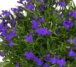 Dehner Balkonpflanzen-Sets|Sommerblumen > Beet- & Balkonpflanzen-Set Naturgarten, 6-teilig