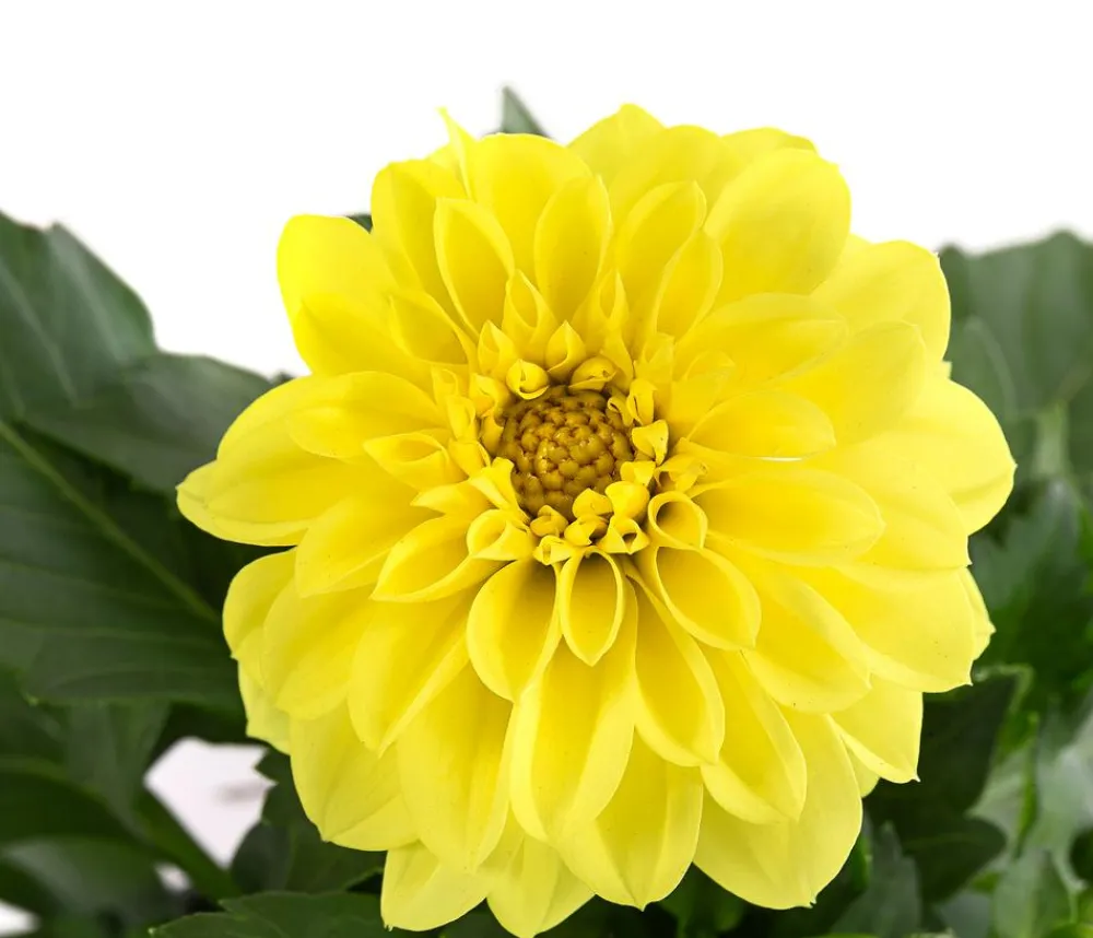 Dehner Balkonpflanzen-Sets|Sommerblumen > Beet- & Balkonpflanzen-Set Naturgarten, 6-teilig