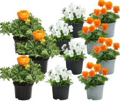 Dehner Beet- & Balkonpflanzen-Set r Frühling, 11-teilig