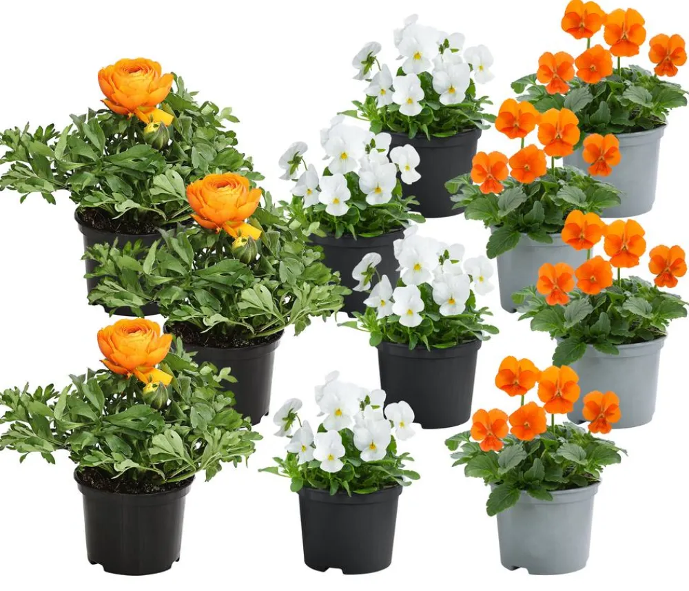 Dehner Beet- & Balkonpflanzen-Set r Frühling, 11-teilig
