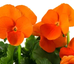 Dehner Beet- & Balkonpflanzen-Set r Frühling, 11-teilig