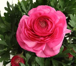 Dehner Beet- & Balkonpflanzen-Set Frühling, 6-teilig Rosa New