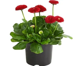 Dehner Beet- & Balkonpflanzen-Set er Frühling, 6-teilig Rot Clearance
