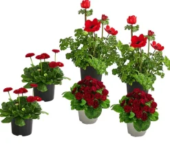 Dehner Beet- & Balkonpflanzen-Set er Frühling, 6-teilig Rot Clearance