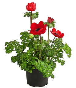 Dehner Beet- & Balkonpflanzen-Set er Frühling, 6-teilig Rot Clearance