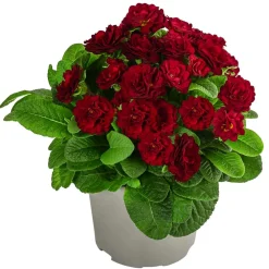 Dehner Beet- & Balkonpflanzen-Set er Frühling, 6-teilig Rot Clearance