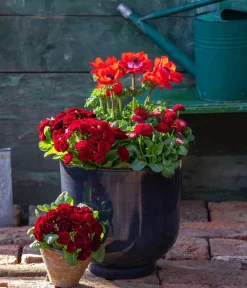 Dehner Beet- & Balkonpflanzen-Set er Frühling, 6-teilig Rot Clearance