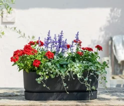 Dehner Beet- & Balkonpflanzen-Set Salvia, 6-teilig Hot