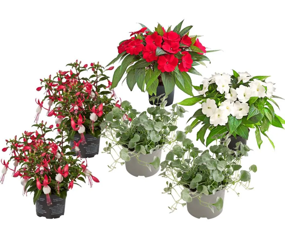 Dehner Balkonpflanzen-Sets|Sommerblumen - Beet- & Balkonpflanzen-Set Schattenbeet, 6-teilig