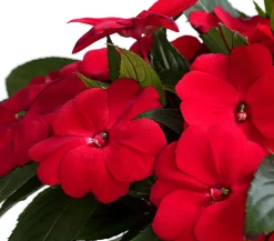 Dehner Balkonpflanzen-Sets|Sommerblumen - Beet- & Balkonpflanzen-Set Schattenbeet, 6-teilig