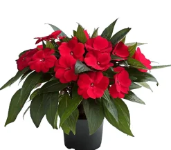 Dehner Balkonpflanzen-Sets|Sommerblumen - Beet- & Balkonpflanzen-Set Schattenbeet, 6-teilig