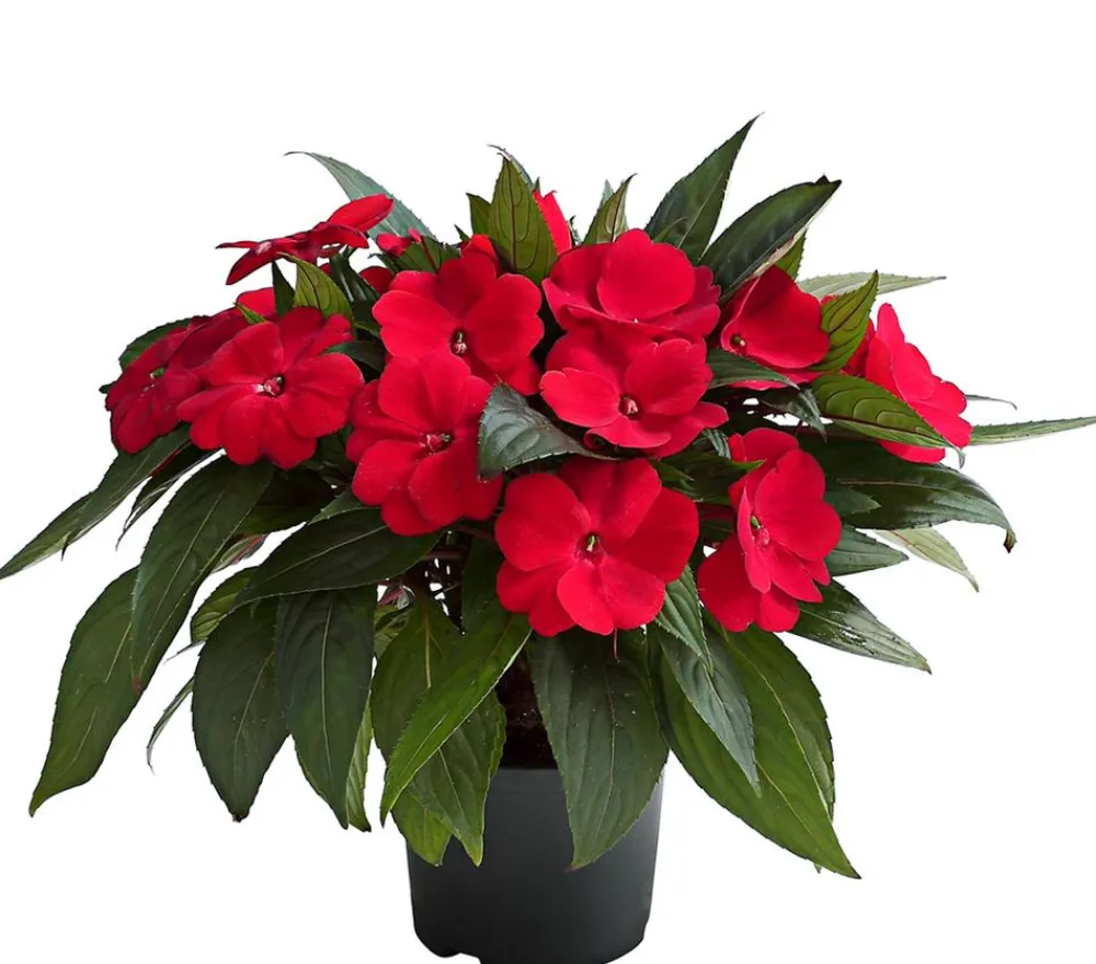 Dehner Balkonpflanzen-Sets|Sommerblumen - Beet- & Balkonpflanzen-Set Schattenbeet, 6-teilig