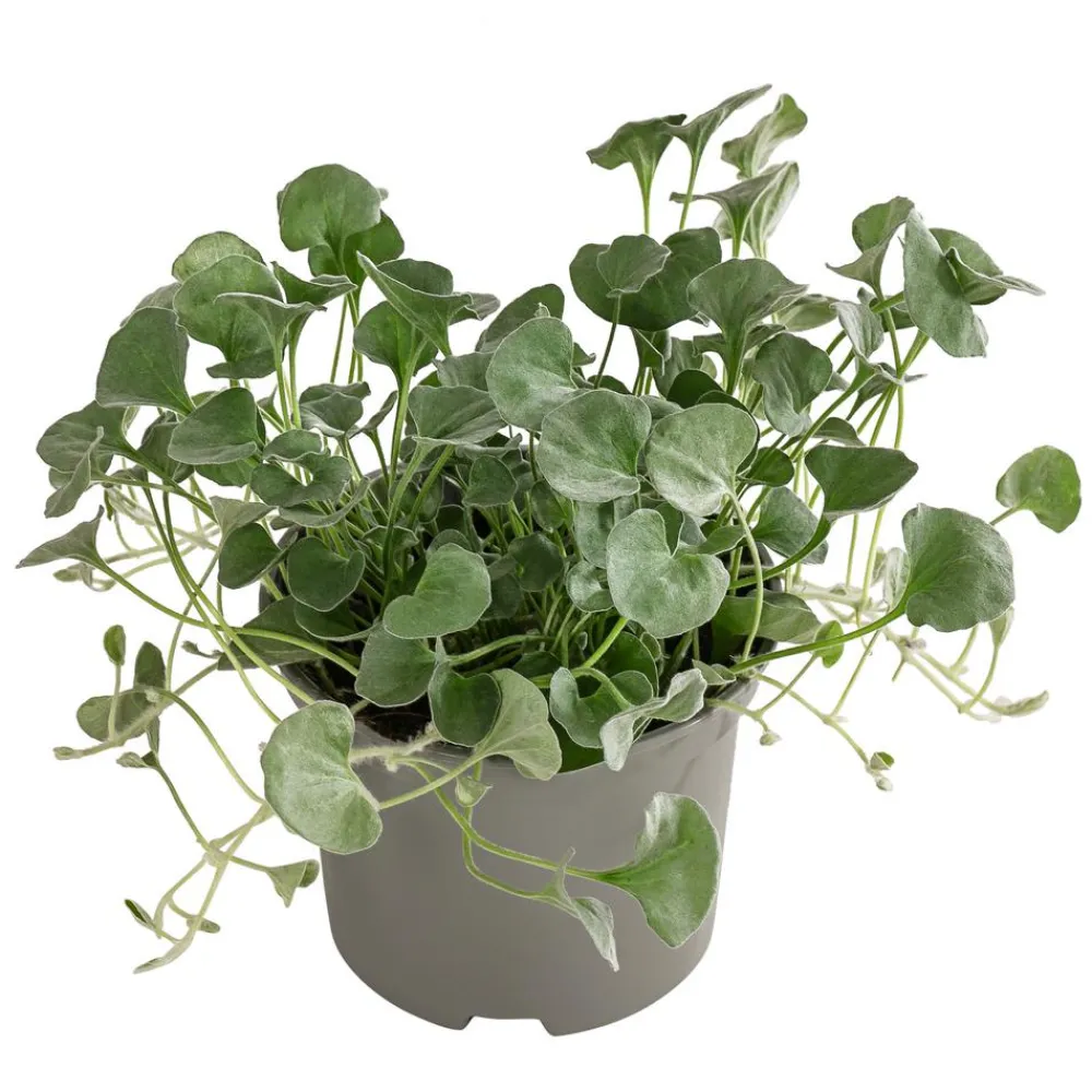 Dehner Balkonpflanzen-Sets|Sommerblumen - Beet- & Balkonpflanzen-Set Schattenbeet, 6-teilig