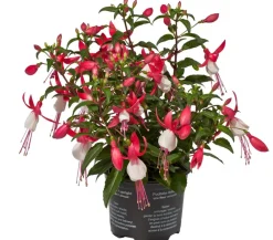 Dehner Balkonpflanzen-Sets|Sommerblumen - Beet- & Balkonpflanzen-Set Schattenbeet, 6-teilig