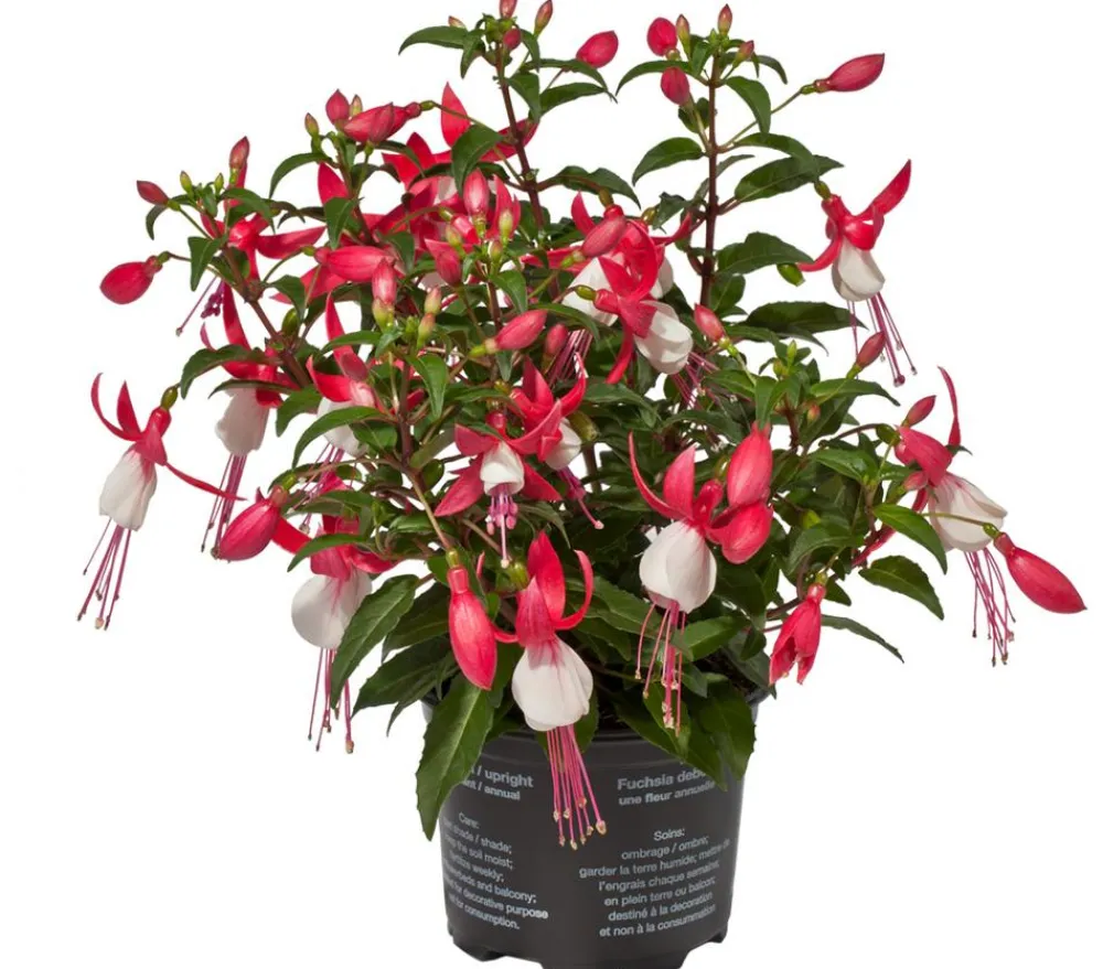 Dehner Balkonpflanzen-Sets|Sommerblumen - Beet- & Balkonpflanzen-Set Schattenbeet, 6-teilig