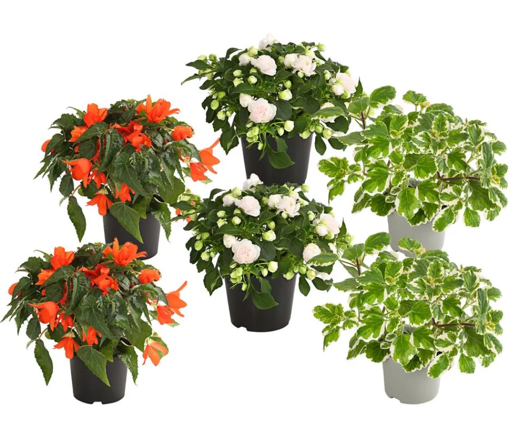 Dehner Balkonpflanzen-Sets|Sommerblumen - Beet- & Balkonpflanzen-Set Schattengarten, 6-teilig