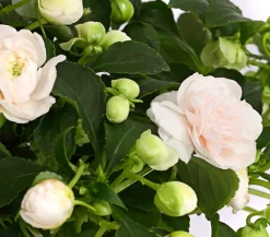 Dehner Balkonpflanzen-Sets|Sommerblumen - Beet- & Balkonpflanzen-Set Schattengarten, 6-teilig