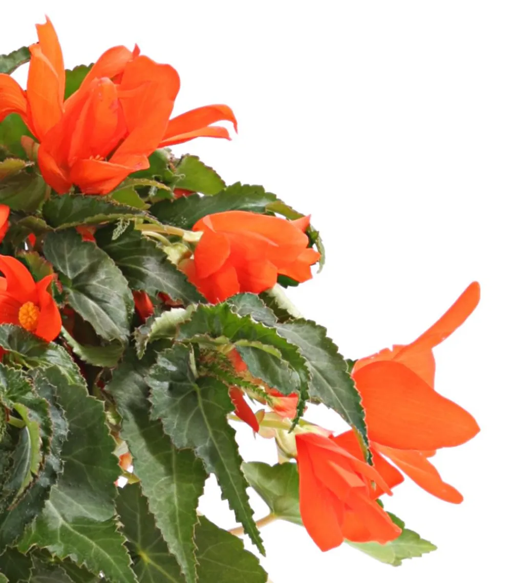 Dehner Balkonpflanzen-Sets|Sommerblumen - Beet- & Balkonpflanzen-Set Schattengarten, 6-teilig