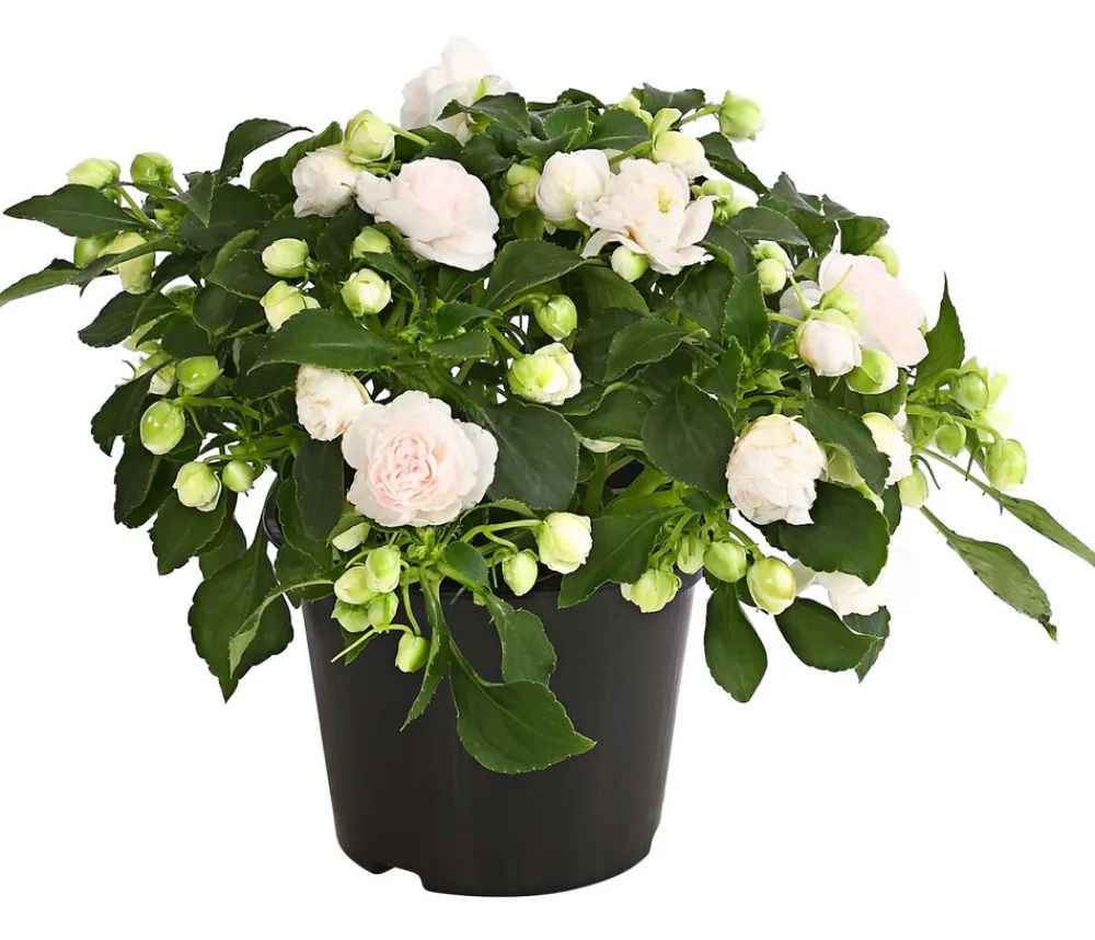 Dehner Balkonpflanzen-Sets|Sommerblumen - Beet- & Balkonpflanzen-Set Schattengarten, 6-teilig