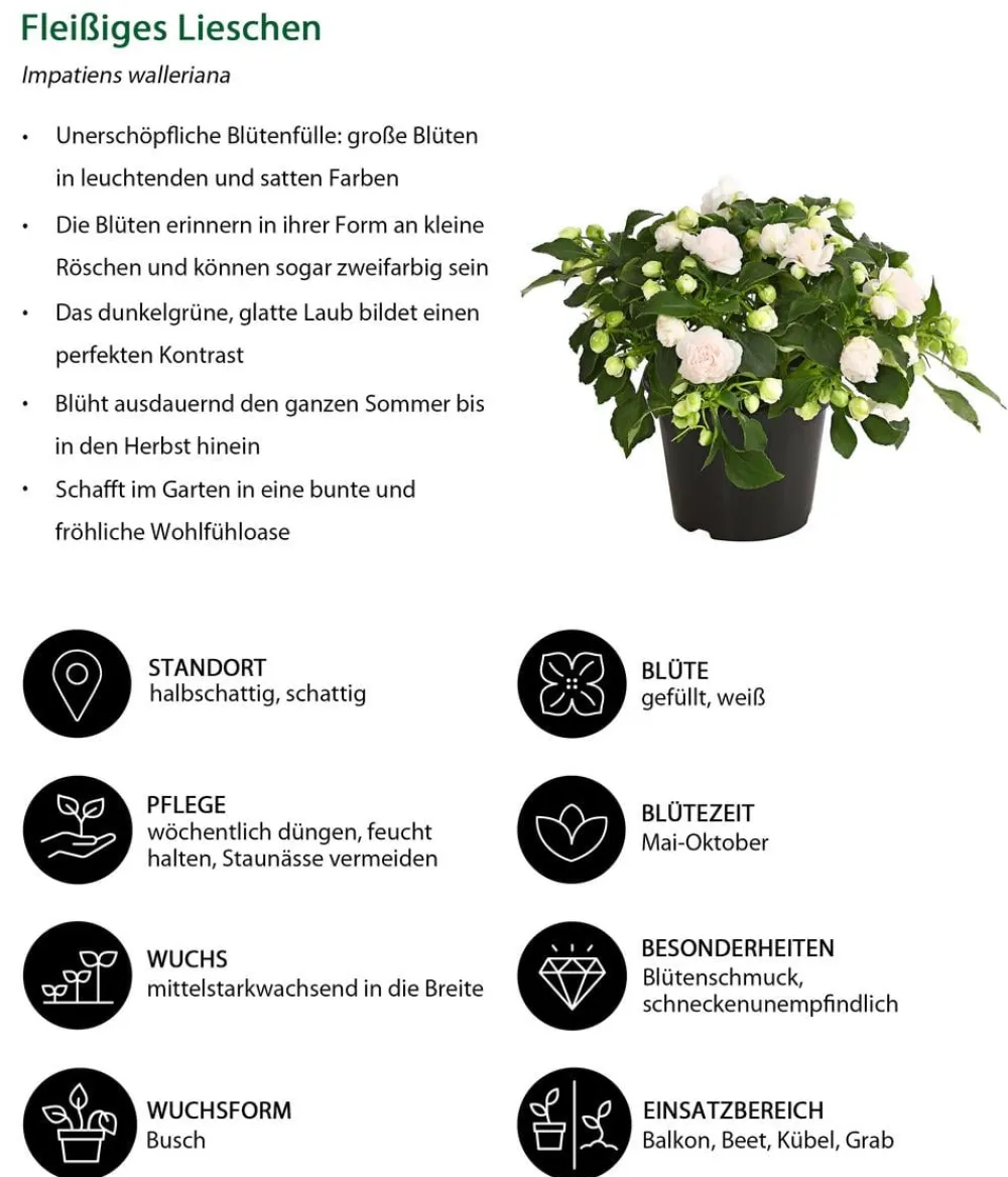 Dehner Balkonpflanzen-Sets|Sommerblumen - Beet- & Balkonpflanzen-Set Schattengarten, 6-teilig