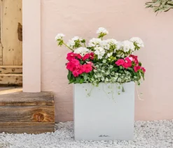 Dehner Balkonpflanzen-Sets|Sommerblumen > Beet- & Balkonpflanzen-Set Sommerliebe, 6-teilig