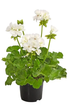 Dehner Balkonpflanzen-Sets|Sommerblumen > Beet- & Balkonpflanzen-Set Sommerliebe, 6-teilig