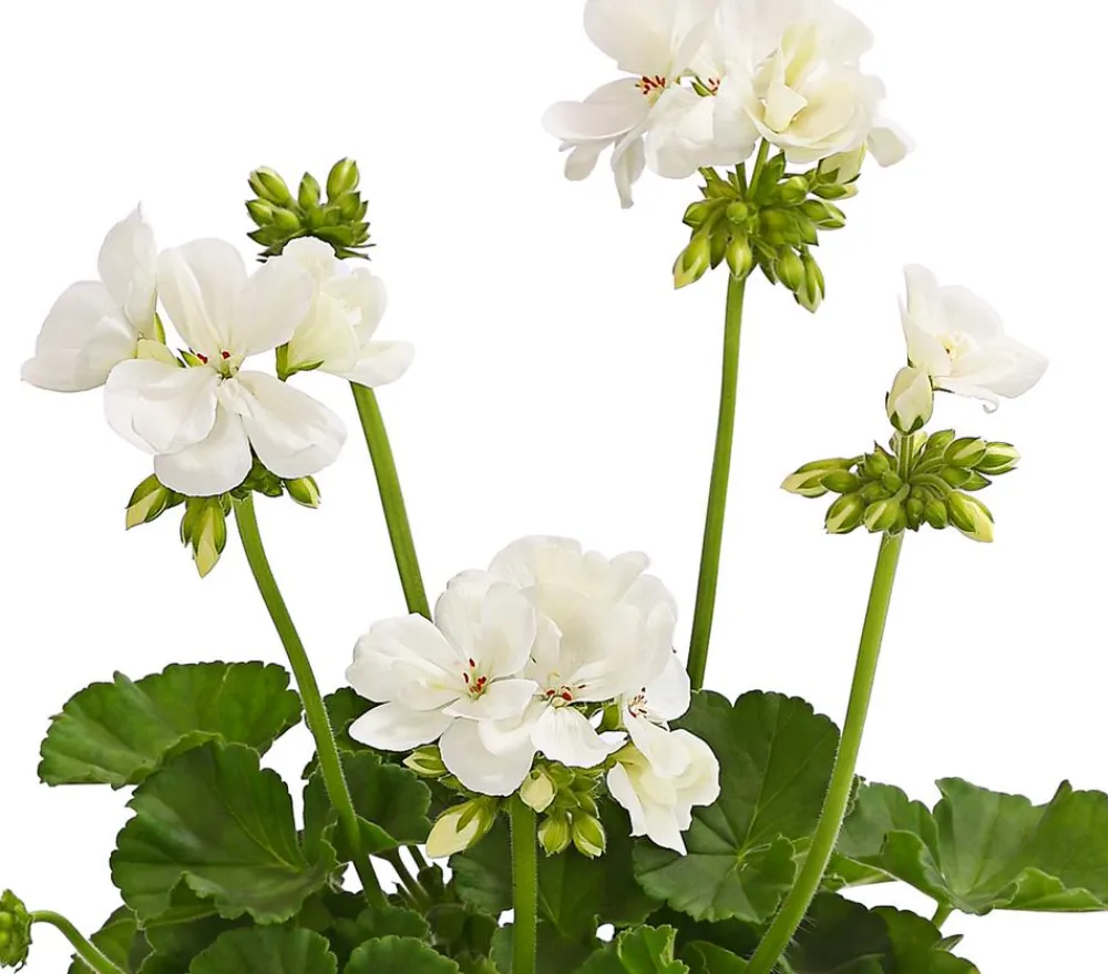Dehner Balkonpflanzen-Sets|Sommerblumen > Beet- & Balkonpflanzen-Set Sommerliebe, 6-teilig
