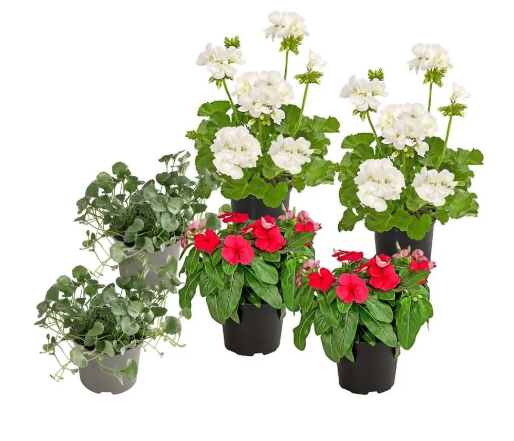 Dehner Balkonpflanzen-Sets|Sommerblumen > Beet- & Balkonpflanzen-Set Sommerliebe, 6-teilig