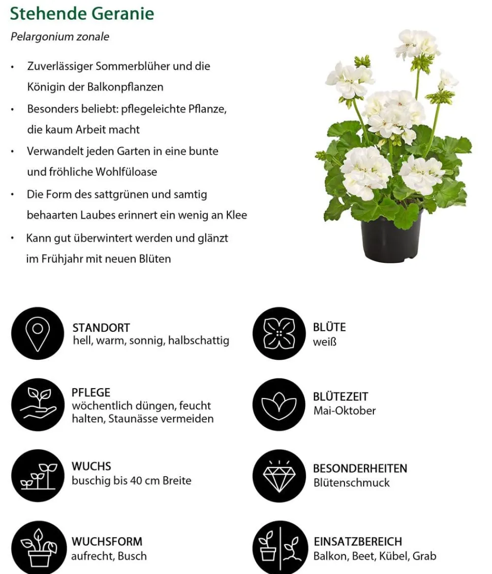 Dehner Balkonpflanzen-Sets|Sommerblumen > Beet- & Balkonpflanzen-Set Sommerliebe, 6-teilig