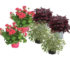 Dehner Beet- & Balkonpflanzen-Set Sommerzauber, 6-teilig Discount