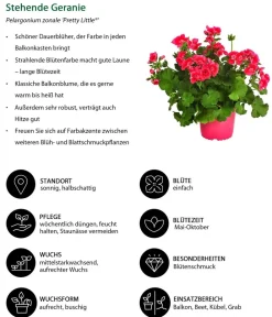 Dehner Beet- & Balkonpflanzen-Set Sommerzauber, 6-teilig Discount