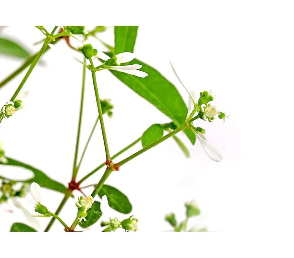 Dehner Balkonpflanzen-Sets|Sommerblumen - Beet- & Balkonpflanzen-Set Sommerpurpur, 6-teilig