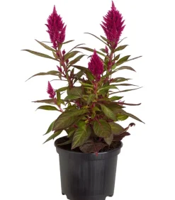 Dehner Balkonpflanzen-Sets|Sommerblumen - Beet- & Balkonpflanzen-Set Sommerpurpur, 6-teilig