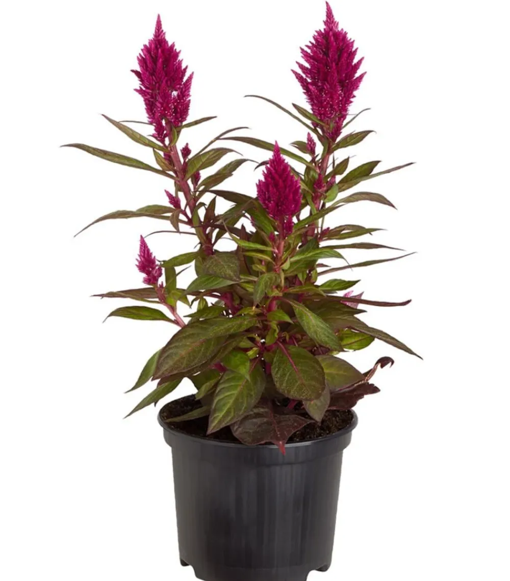 Dehner Balkonpflanzen-Sets|Sommerblumen - Beet- & Balkonpflanzen-Set Sommerpurpur, 6-teilig