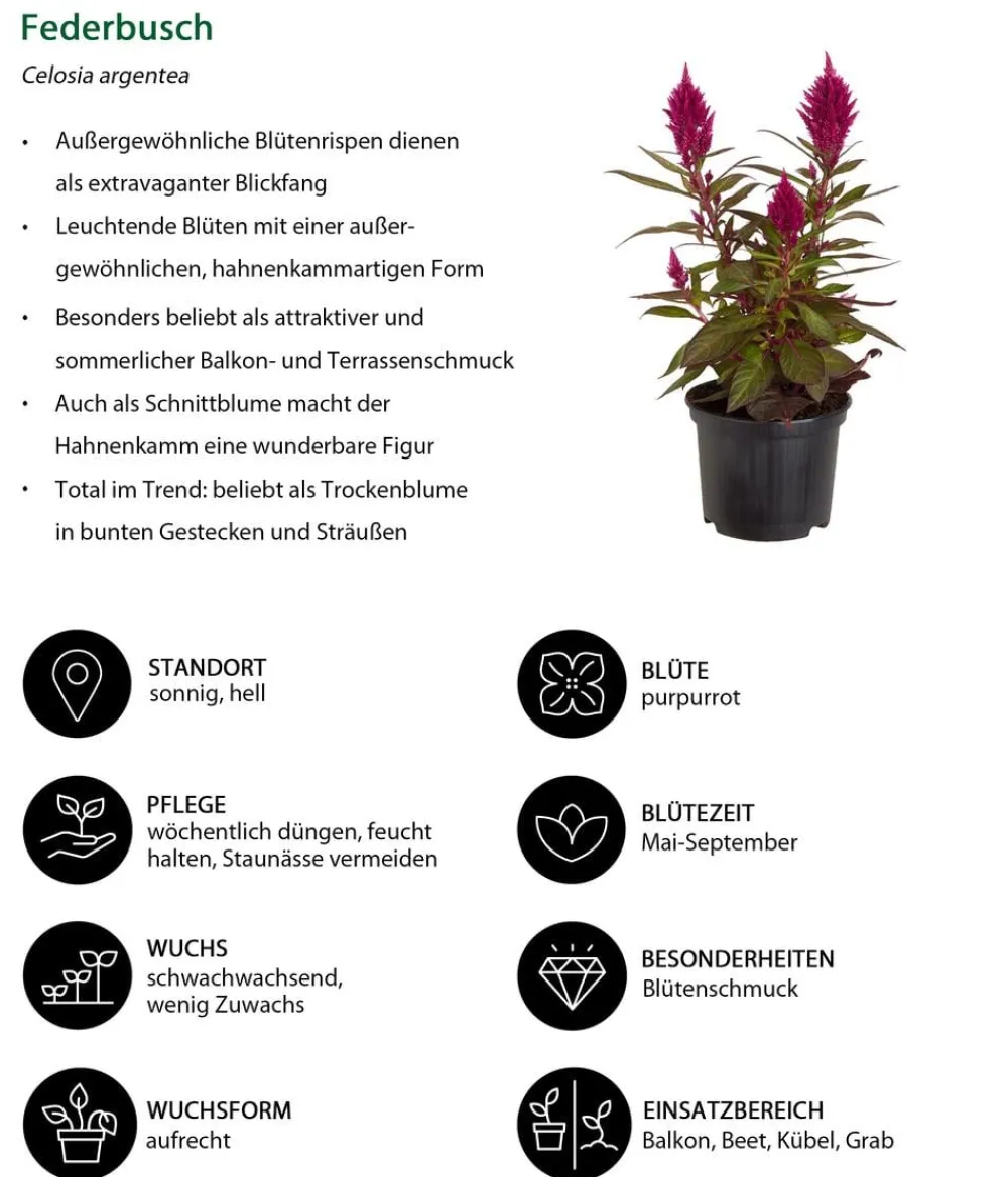 Dehner Balkonpflanzen-Sets|Sommerblumen - Beet- & Balkonpflanzen-Set Sommerpurpur, 6-teilig