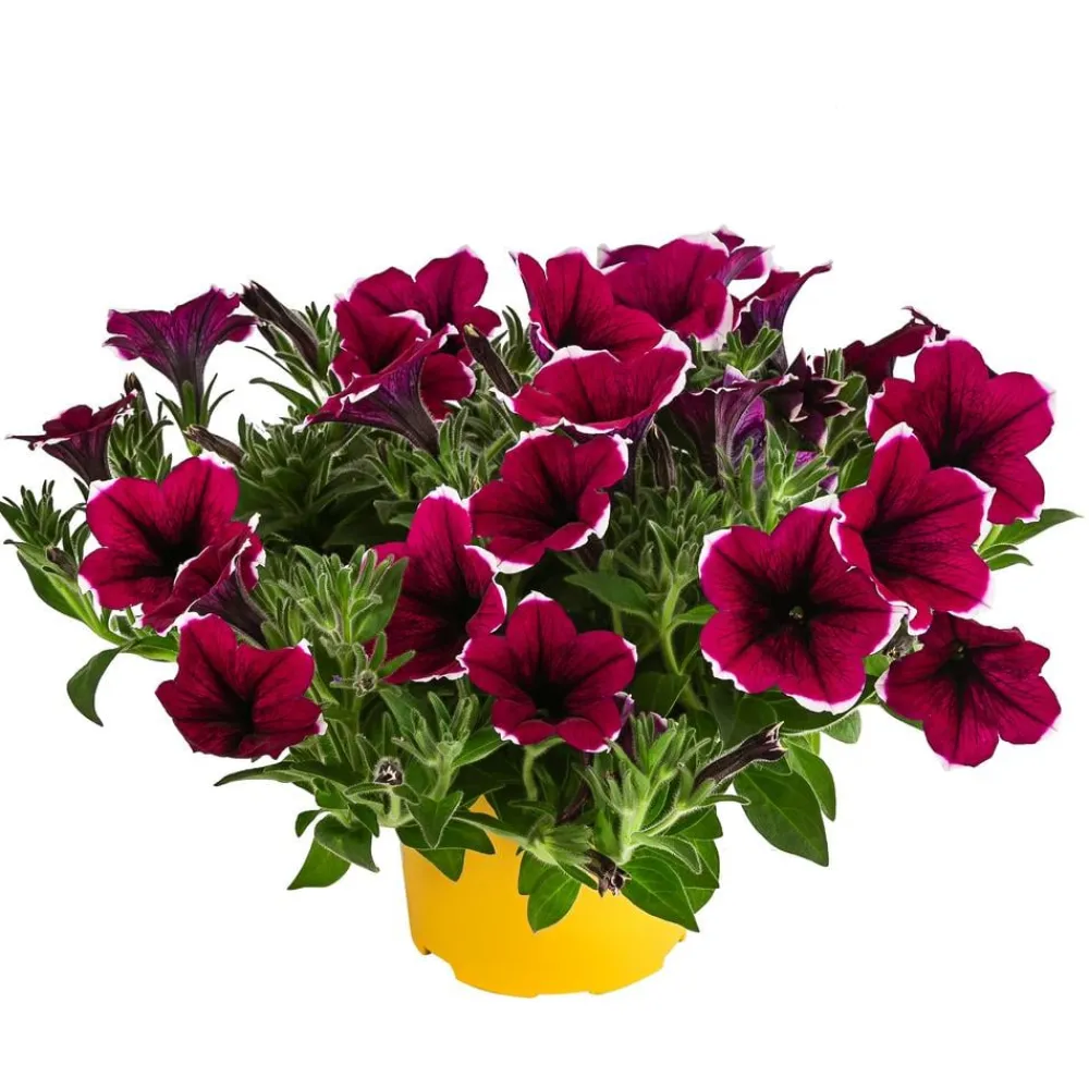 Dehner Balkonpflanzen-Sets|Sommerblumen - Beet- & Balkonpflanzen-Set Sommerpurpur, 6-teilig