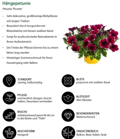 Dehner Balkonpflanzen-Sets|Sommerblumen - Beet- & Balkonpflanzen-Set Sommerpurpur, 6-teilig
