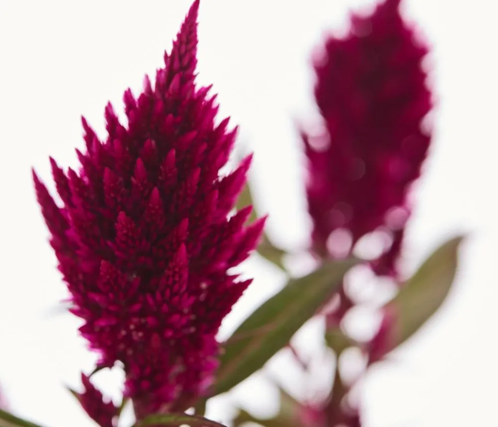Dehner Balkonpflanzen-Sets|Sommerblumen - Beet- & Balkonpflanzen-Set Sommerpurpur, 6-teilig