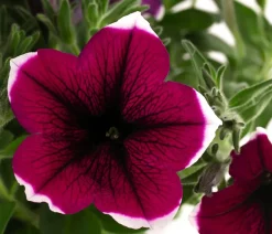 Dehner Balkonpflanzen-Sets|Sommerblumen - Beet- & Balkonpflanzen-Set Sommerpurpur, 6-teilig