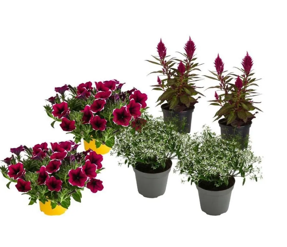 Dehner Balkonpflanzen-Sets|Sommerblumen - Beet- & Balkonpflanzen-Set Sommerpurpur, 6-teilig