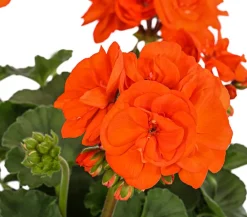 Dehner Balkonpflanzen-Sets|Sommerblumen > Beet- & Balkonpflanzen-Set Sonnenuntergang, 6-teilig