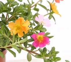 Dehner Balkonpflanzen-Sets|Sommerblumen > Beet- & Balkonpflanzen-Set Sonnenanbeter
